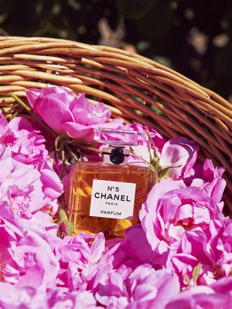 olio di gelsomino chanel|chanel n 5 cosa vedere.